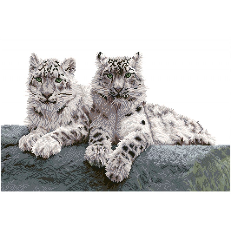 Snow Leopards Hemis National Park