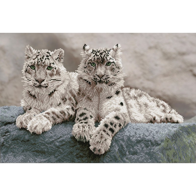 Snow Leopards Hemis National Park